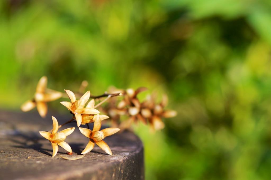 香椿的花模樣宛如乾燥花，非常特別。