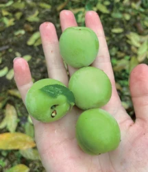 信義鄉農會以產銷加乘觀光的產業六級化手段延續青梅市場壽命