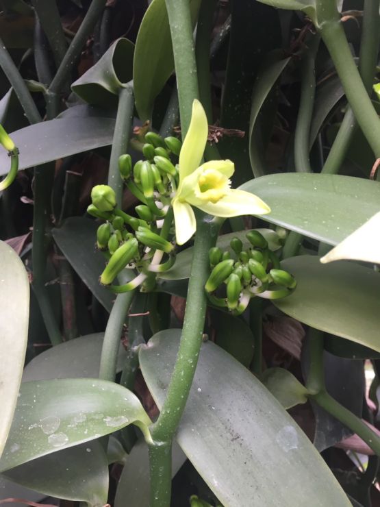 「香草草莓35白巧克力」 的原料香草莢是來自埔里香 草農夫，香氣濃郁。