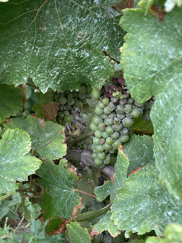 受霜霉病嚴重影響的羅亞爾河白詩楠葡萄（Chenin Blanc）