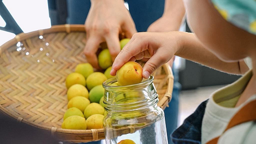 成熟黃梅浸泡酒液、添加冰糖，可簡單自製香醇梅酒。